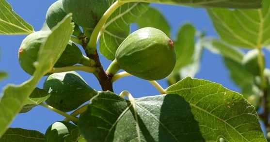 Fig tree.jpg